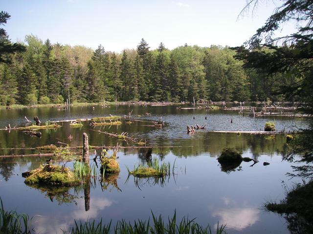 Adams Reservoir in Woodford St P